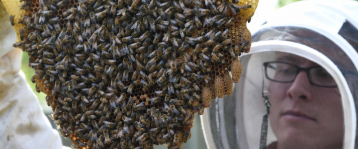 Bee removal extermination company in Miami.